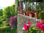 Plant pots